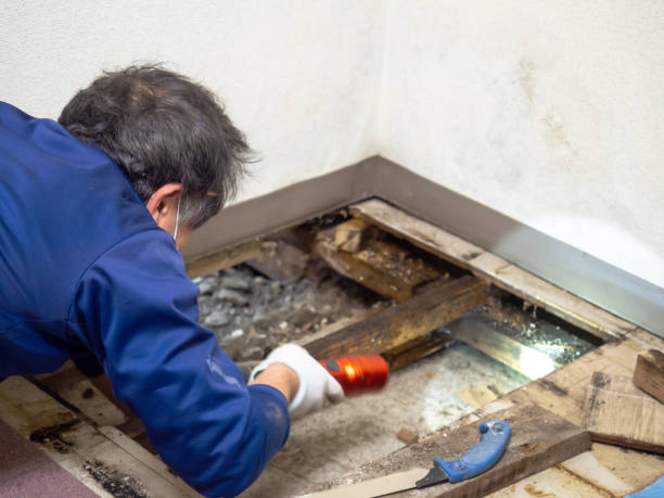 Best Toxic Mold Removal  in West Pittston, PA