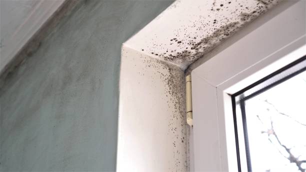 Best Mold Cleaning Services  in West Pittston, PA