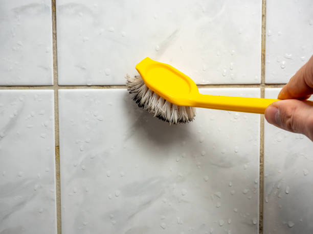 Best Black Mold Removal  in West Pittston, PA