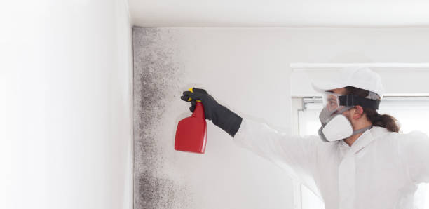 Best Mold Damage Repair  in West Pittston, PA