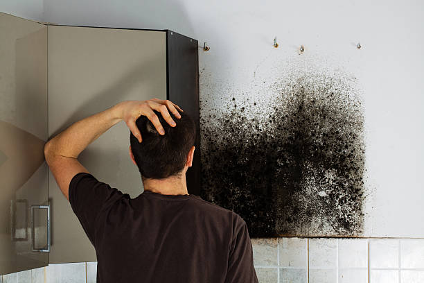 Best Fast Mold Removal  in West Pittston, PA