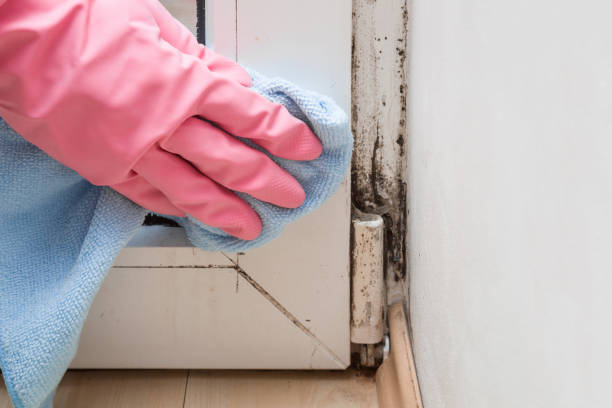 Professional Mold Removal in West Pittston, PA
