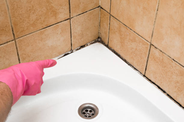 Best Local Mold Removal Service  in West Pittston, PA